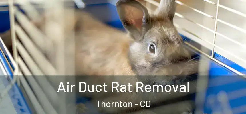  Air Duct Rat Removal Thornton - CO